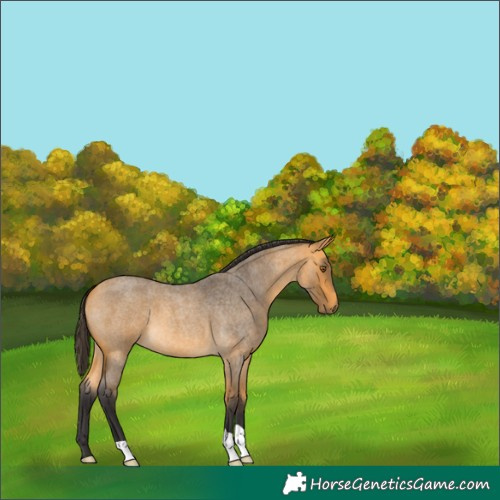 Horse Color:Buckskin Roan 
