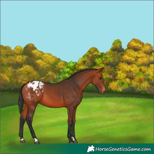 Horse Color:Bay Appaloosa 