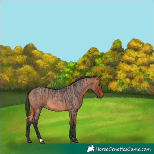 Horse Color:Buckskin  and Bay Roan 