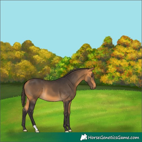 Horse Color:Buckskin 