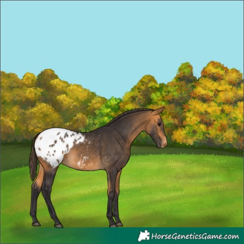 Horse Color:Buckskin Appaloosa 