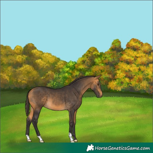Horse Color:Buckskin 