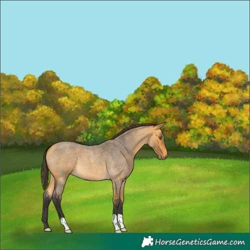 Horse Color:Buckskin Roan 