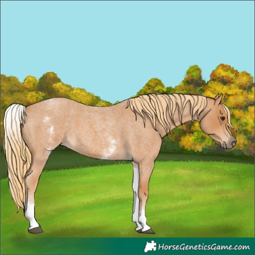 Horse Color:White Spotted Red Roan 