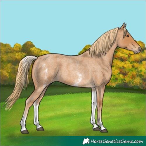 Horse Color:White Spotted Red Roan 