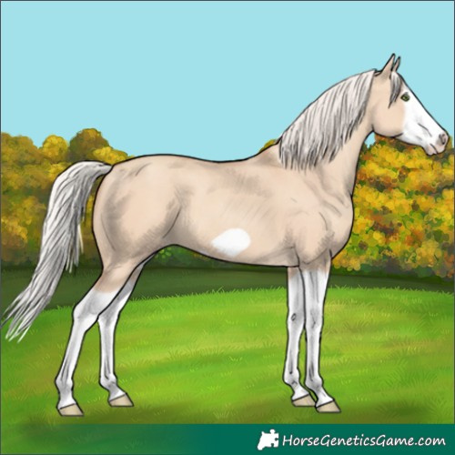 Horse Color:Silver Classic Champagne Dun Splash Frame 