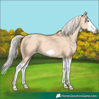 Horse Color:Silver Classic Champagne Dun Splash Frame 