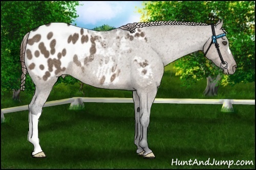 Horse Color:Brown Dun Blanket Rabicano 