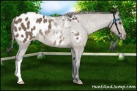 Horse Color:Brown Dun Appaloosa Rabicano 