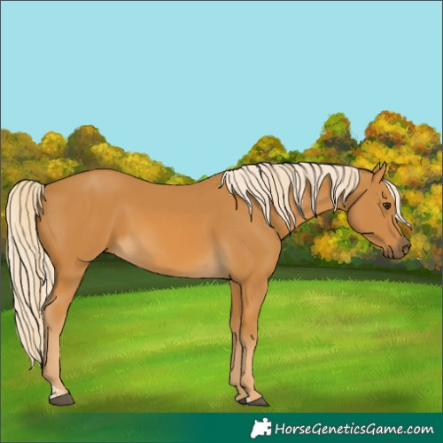 Horse Color:Palomino and Palomino