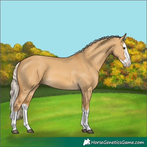 Horse Color:Palomino Dun Splash 