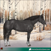 Horse Color:Liver Chestnut Sabino Rabicano 