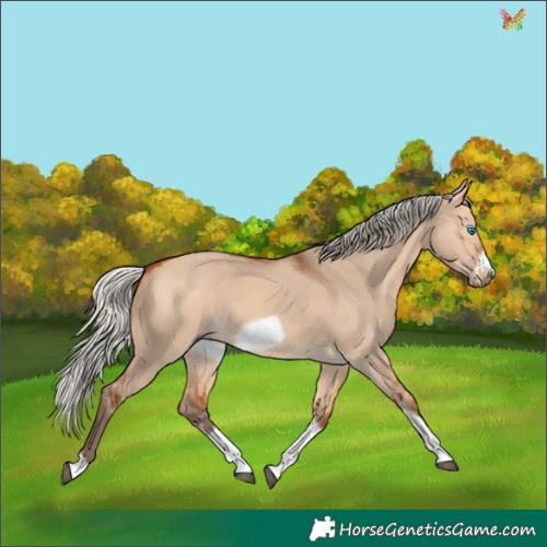 Horse Color:Silver Bay Dun Sabino Tobiano Frame Rabicano 