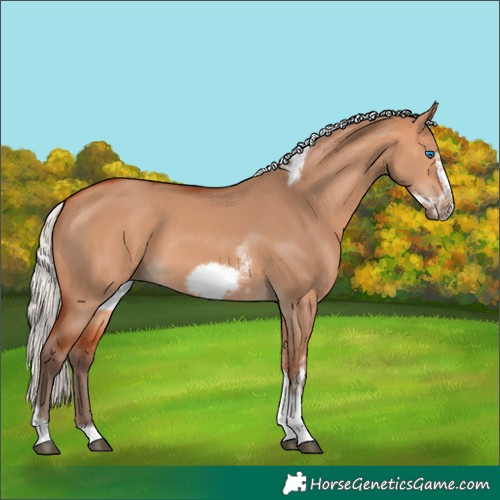 Horse Color:Silver Bay Dun Sabino Tobiano Frame Rabicano 