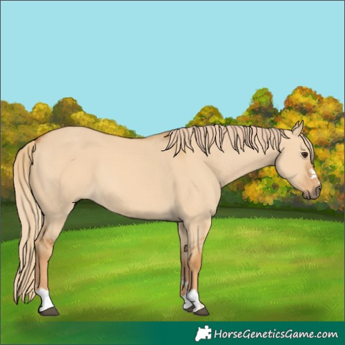 Horse Color:Unknown 