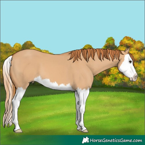 Horse Color:Red Dun Splash 