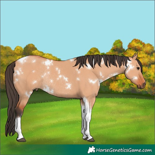 Horse Color:White Spotted Bay Dun Tobiano Rabicano 