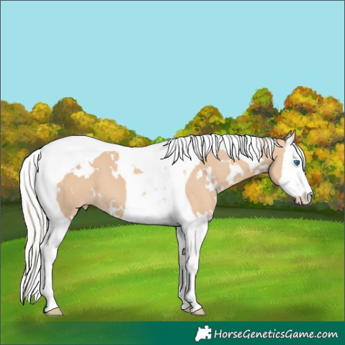 Horse Color:White Spotted Silver Bay Dun Splash Tobiano Varnish 