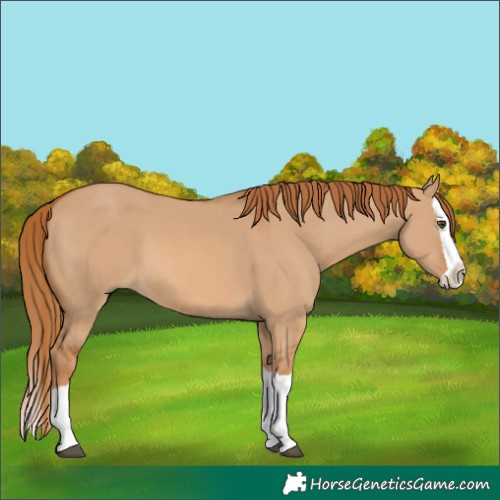 Horse Color:Red Dun Splash 
