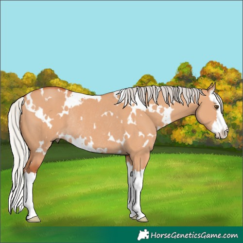 Horse Color:White Spotted Silver Bay Dun Splash Rabicano 