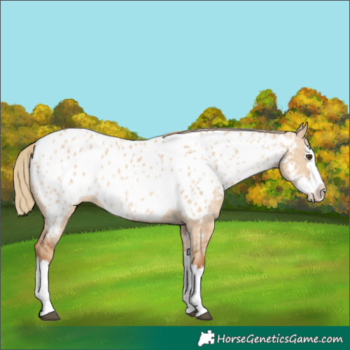 Horse Color:Red Dun Splash Near Leopard 