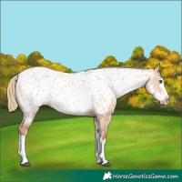 Horse Color:Red Dun Splash Appaloosa 