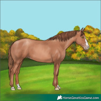 Horse Color:Gold Champagne Splash