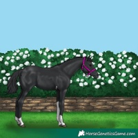 Horse Color:Black Tobiano Rabicano 