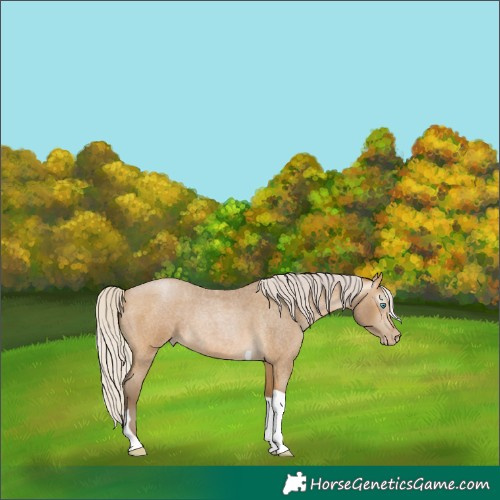 Horse Color:Gray Silver Buckskin Roan Pearl Tobiano 