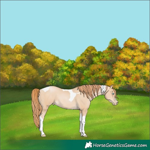 Horse Color:Buckskin Pearl Tobiano 