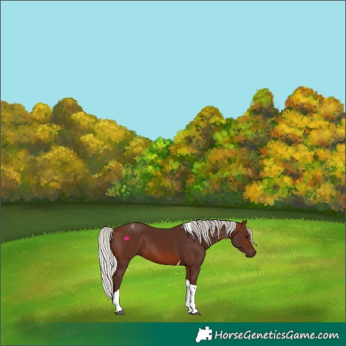 Horse Color:Silver Brown Tobiano 