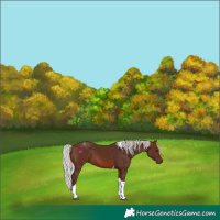 Horse Color:Silver Brown Tobiano 