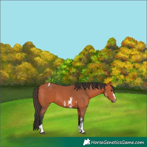 Horse Color:Bay Sabino Tobiano 