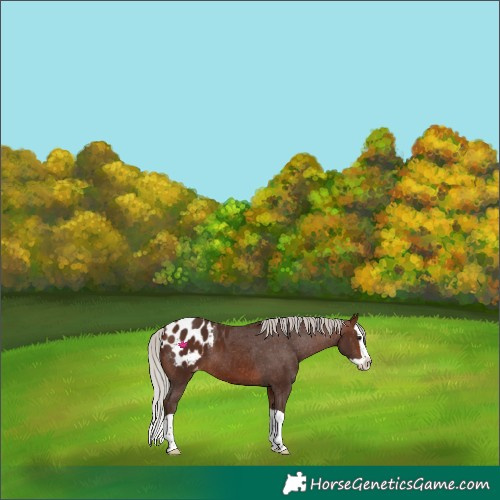 Horse Color:Silver Brown Splash Appaloosa 