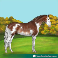 Horse Color:Silver Brown Sabino Splash Rabicano 