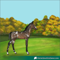 Horse Color:Gray White Spotted Brown Dun Brindle 
