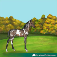 Horse Color:White Spotted Brown Dun 