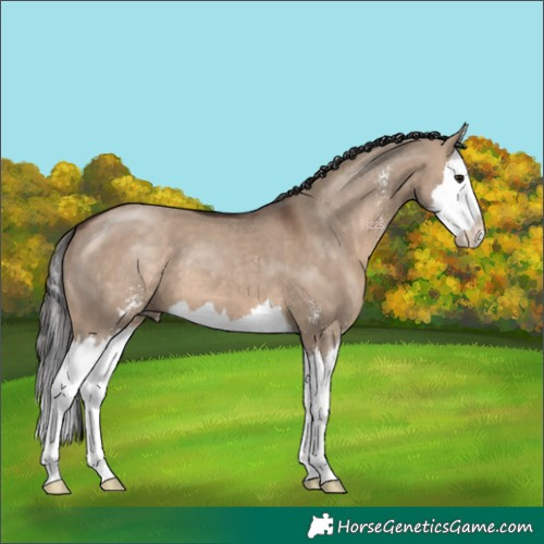 Horse Color:Brown Dun Sabino Splash 