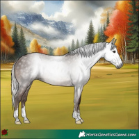 Horse Color:Gray Silver Black 