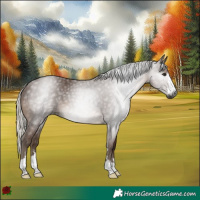 Horse Color:Gray Silver Black