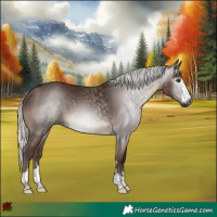 Horse Color:Gray Silver Black