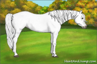 Horse Color:Gray Buckskin Roan Splash Appaloosa