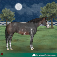 Horse Color:Brown Sabino