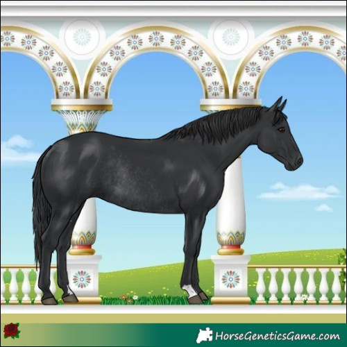 Horse Color:Black Rabicano