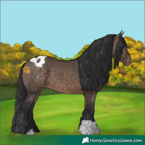 Horse Color:Brown Dun Appaloosa 