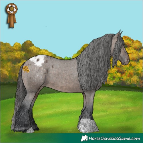 Horse Color:Brown Dun Appaloosa 