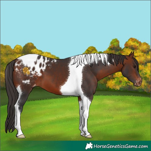 Horse Color:Bay Tobiano Varnish 