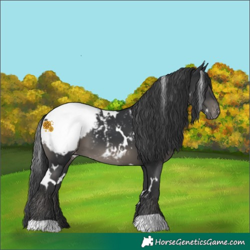 Horse Color:White Spotted Black Mushroom Appaloosa 