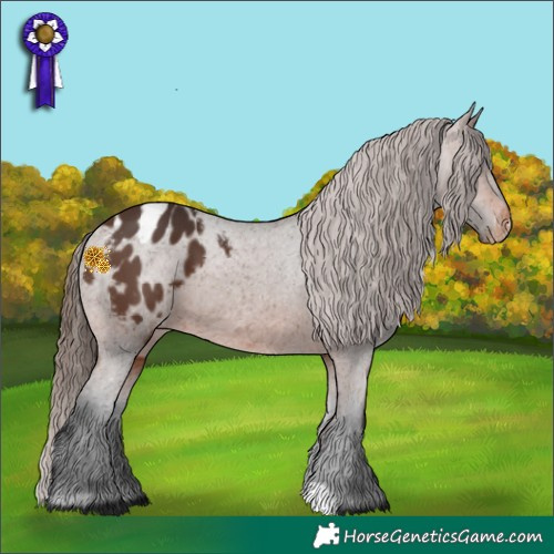 Horse Color:Brown Appaloosa 