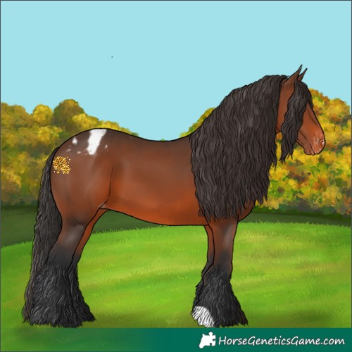 Horse Color:Brown Appaloosa